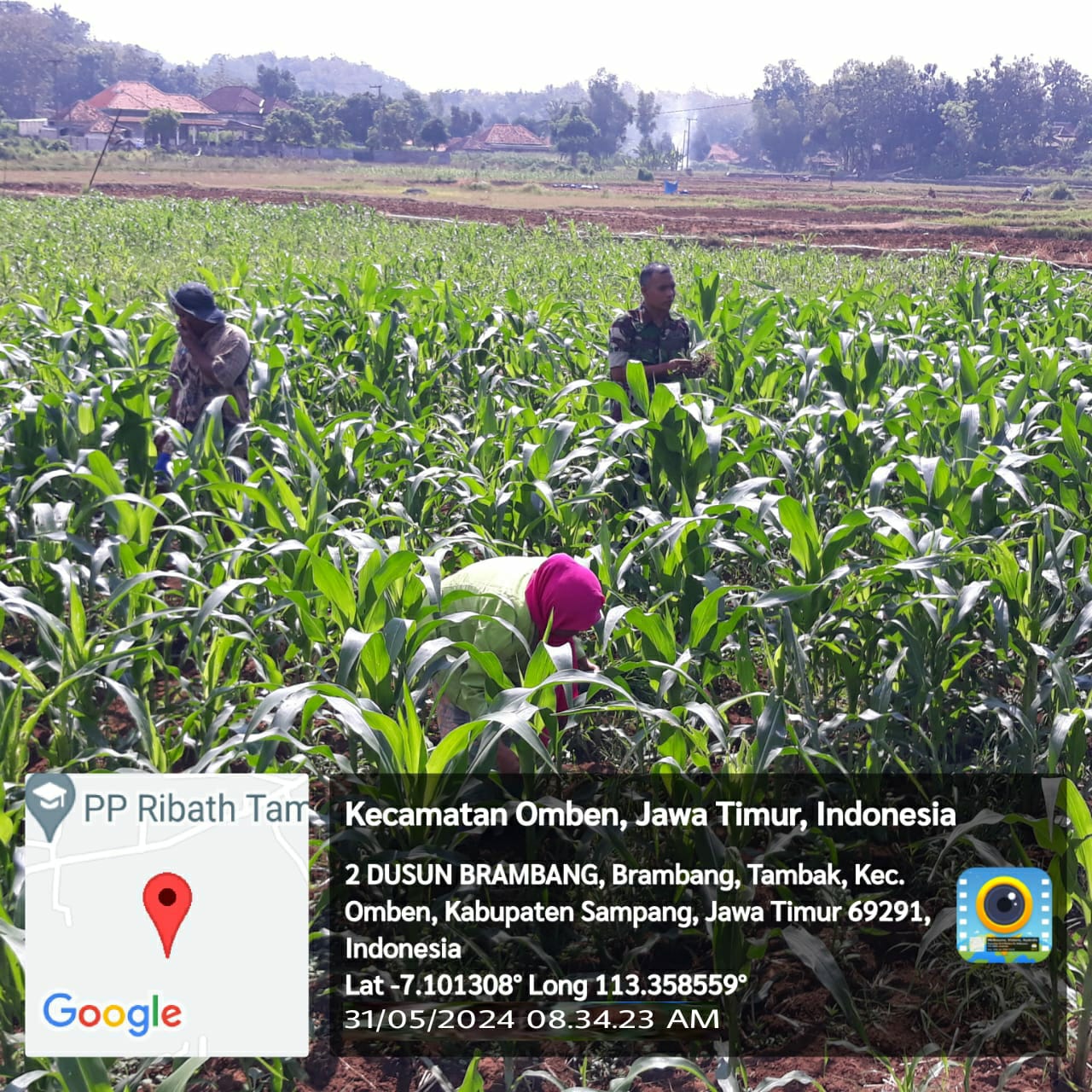 Babinsa Koramil Omben, Sertu Syaiful, Turun ke Sawah: Bantu Petani Desa Tambak Panen Jagung