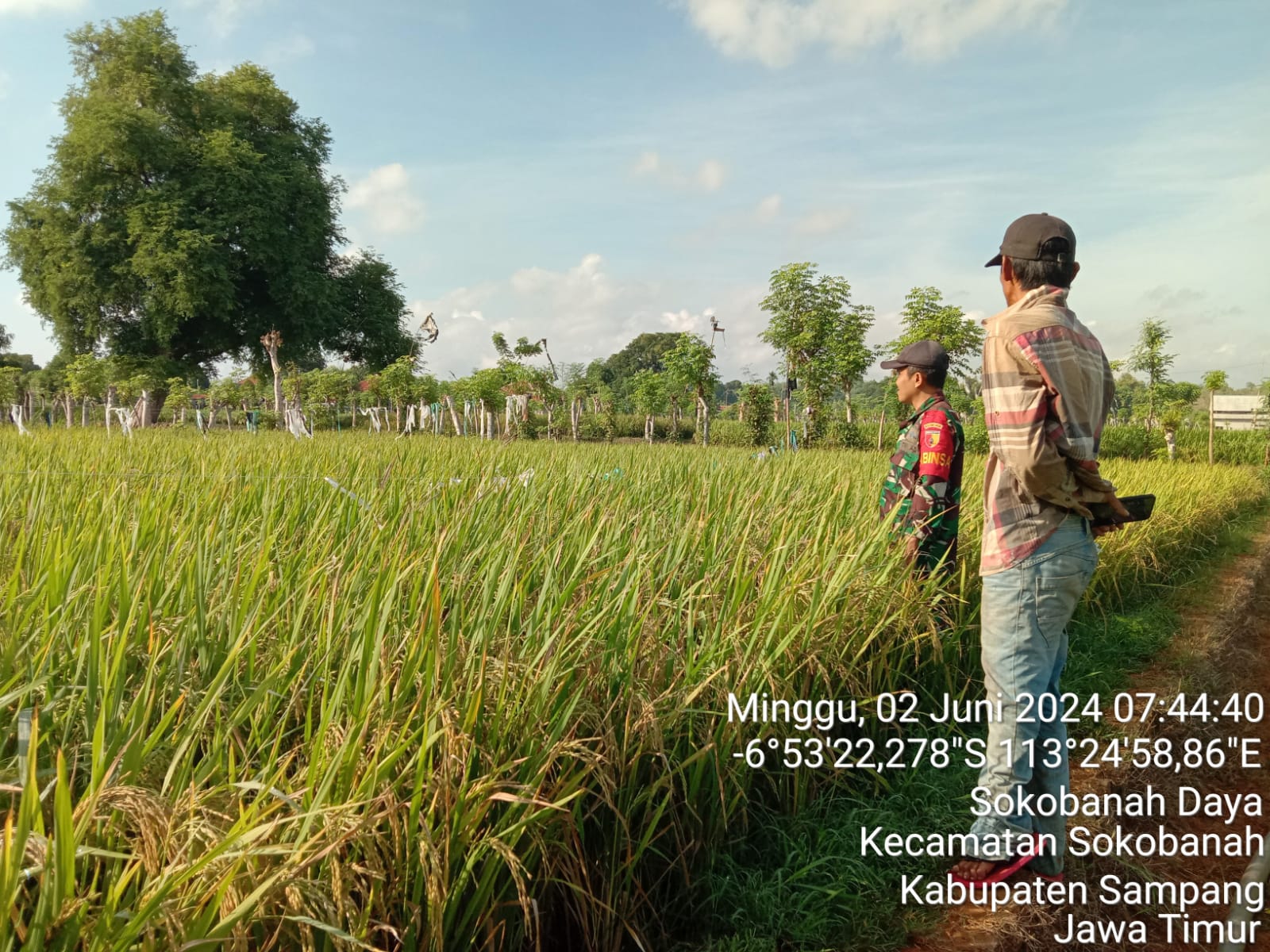 Babinsa Koramil Sokobanah dan Poktan: Tingkatkan Produktivitas Padi di Sokobanah Daya