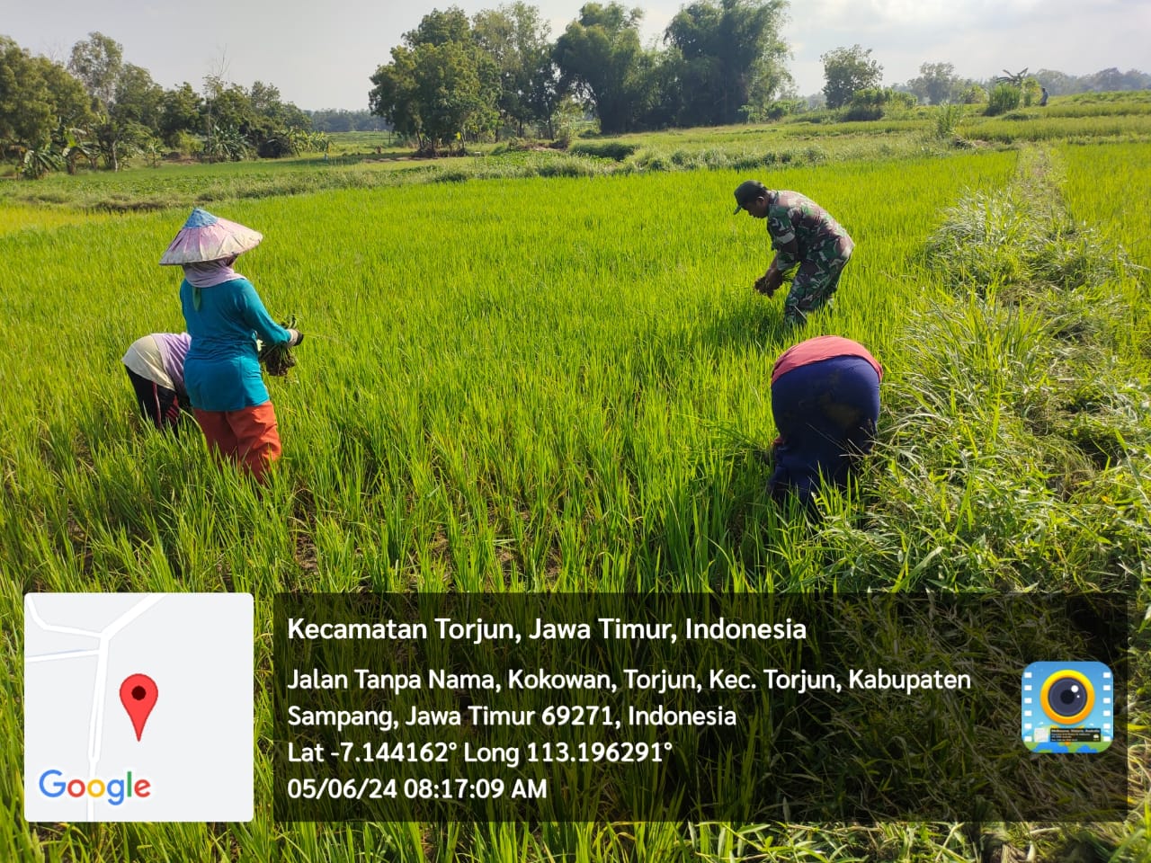 Babinsa Koramil Torjun Bantu Petani Desa Kokowan Tingkatkan Hasil Panen Padi