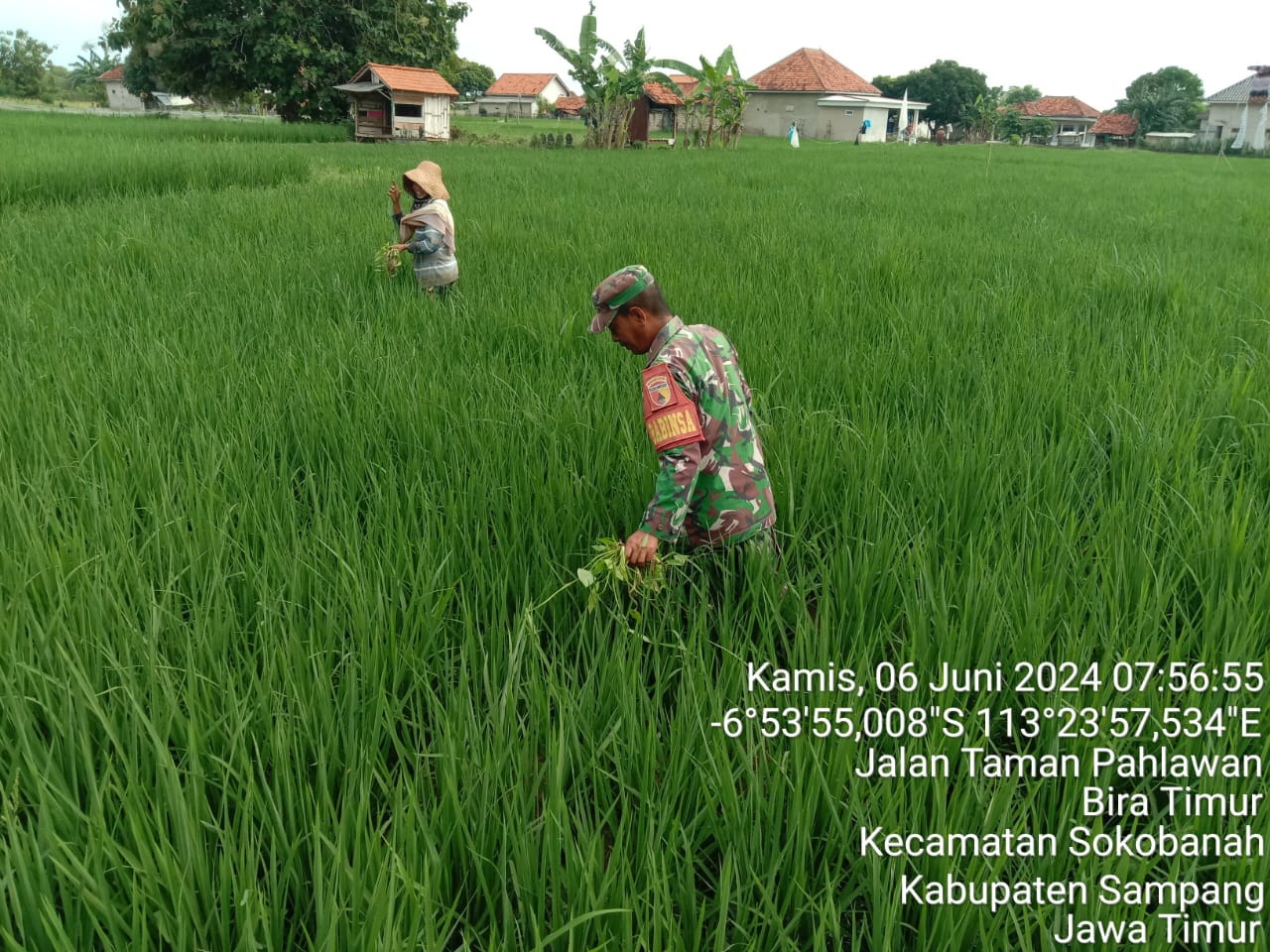 Serma Kholidin Turun Tangan, Petani Desa Bire Timur Bersemangat Tingkatkan Produksi Padi