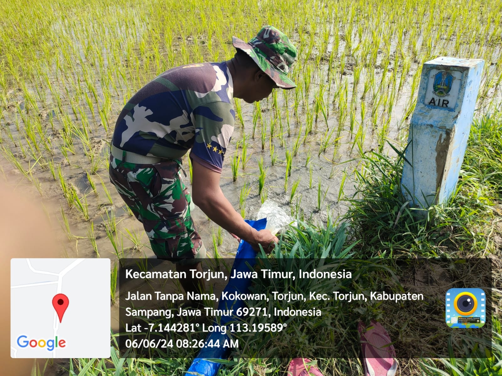 Babinsa Koramil Torjun, Serka Triman, Terjun Langsung Bantu Petani Desa Krampon Tingkatkan Produksi Padi