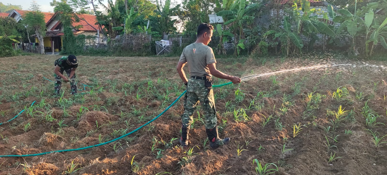 Dukung Pertanian Lokal, Babinsa Pangarengan Bantu Perawatan Tanaman Jagung di Gulbung