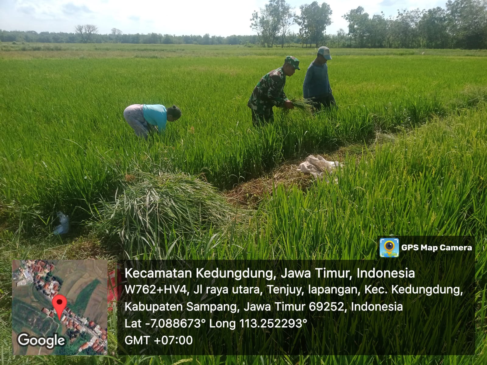 Serma Karnoto Bersama Petani Desa Moktesareh: Wujudkan Panen Berlimpah dengan Gotong Royong