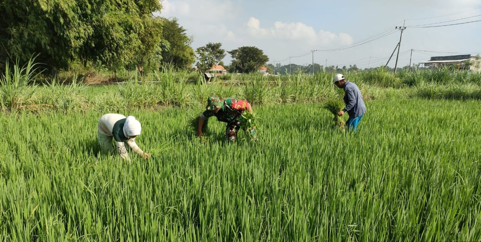 Babinsa Koramil Sampang Serma Mansur Tingkatkan Produktivitas Padi di Desa Gunung Maddah