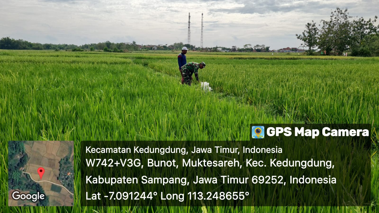 Koramil Kedungdung dan Poktan Desa Moktesareh Kolaborasi Tingkatkan Hasil Panen Padi