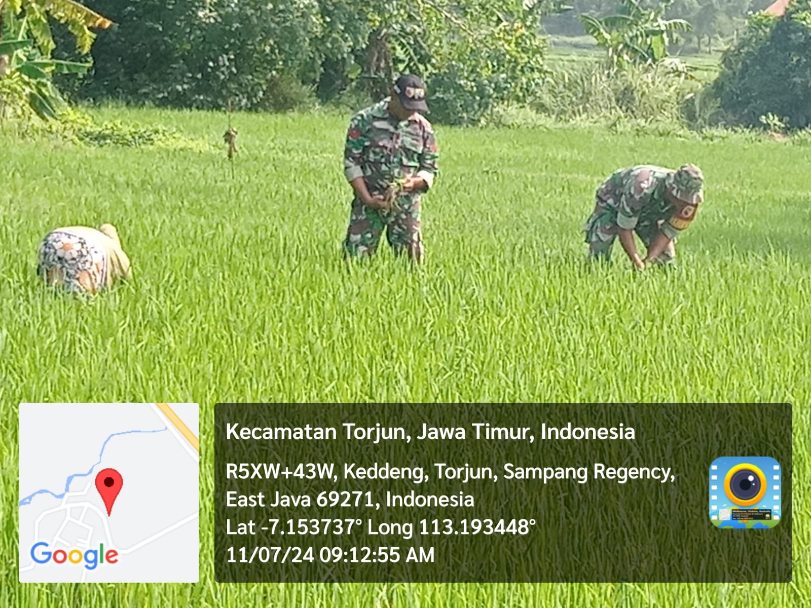 Serda Supriadi Terjun Langsung Bantu Petani Bersihkan Rumput Liar di Sawah Padi