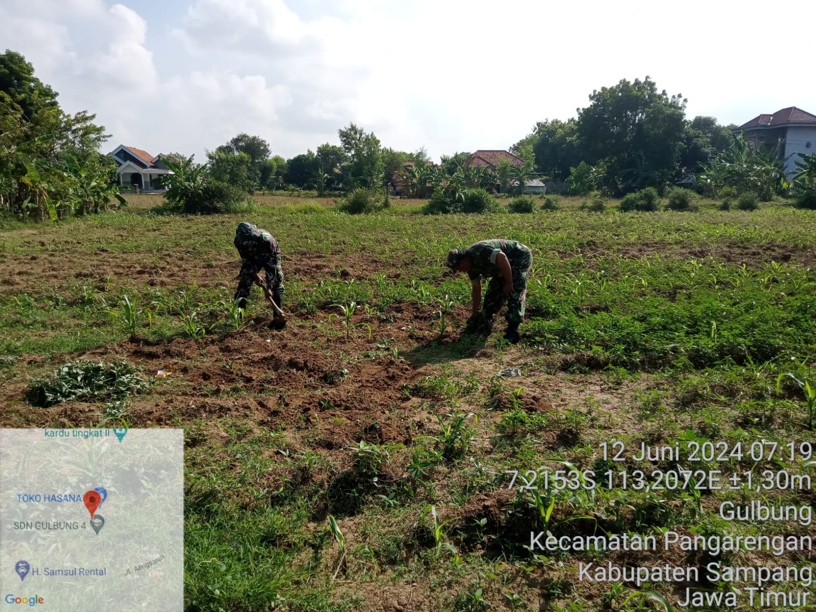 Dukung Pertanian Lokal, Babinsa Pangarengan Bantu Perawatan Tanaman Jagung