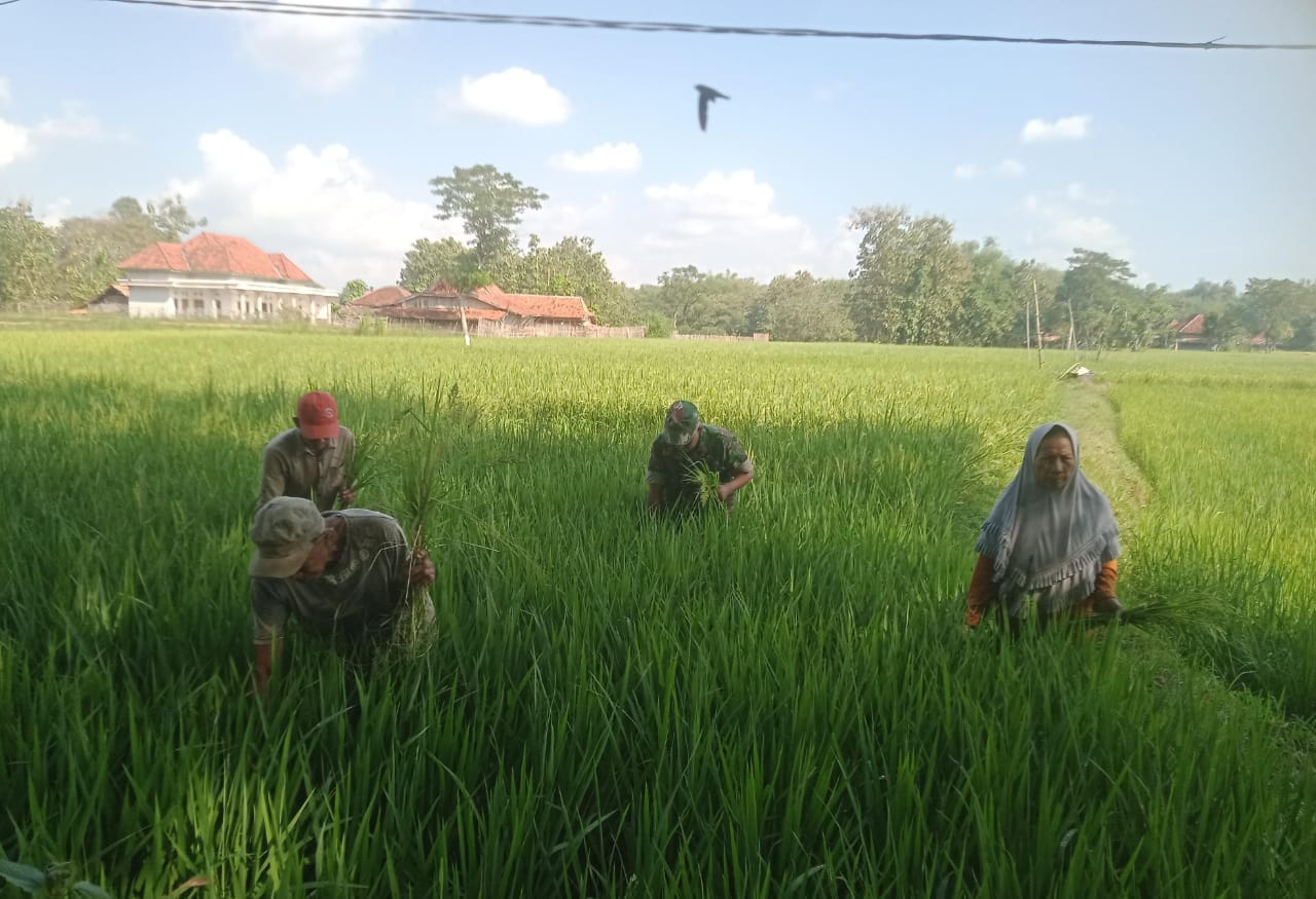 TNI dan Petani: Bersama Poktan Sukseskan Perawatan Lahan Padi di Desa Pandan