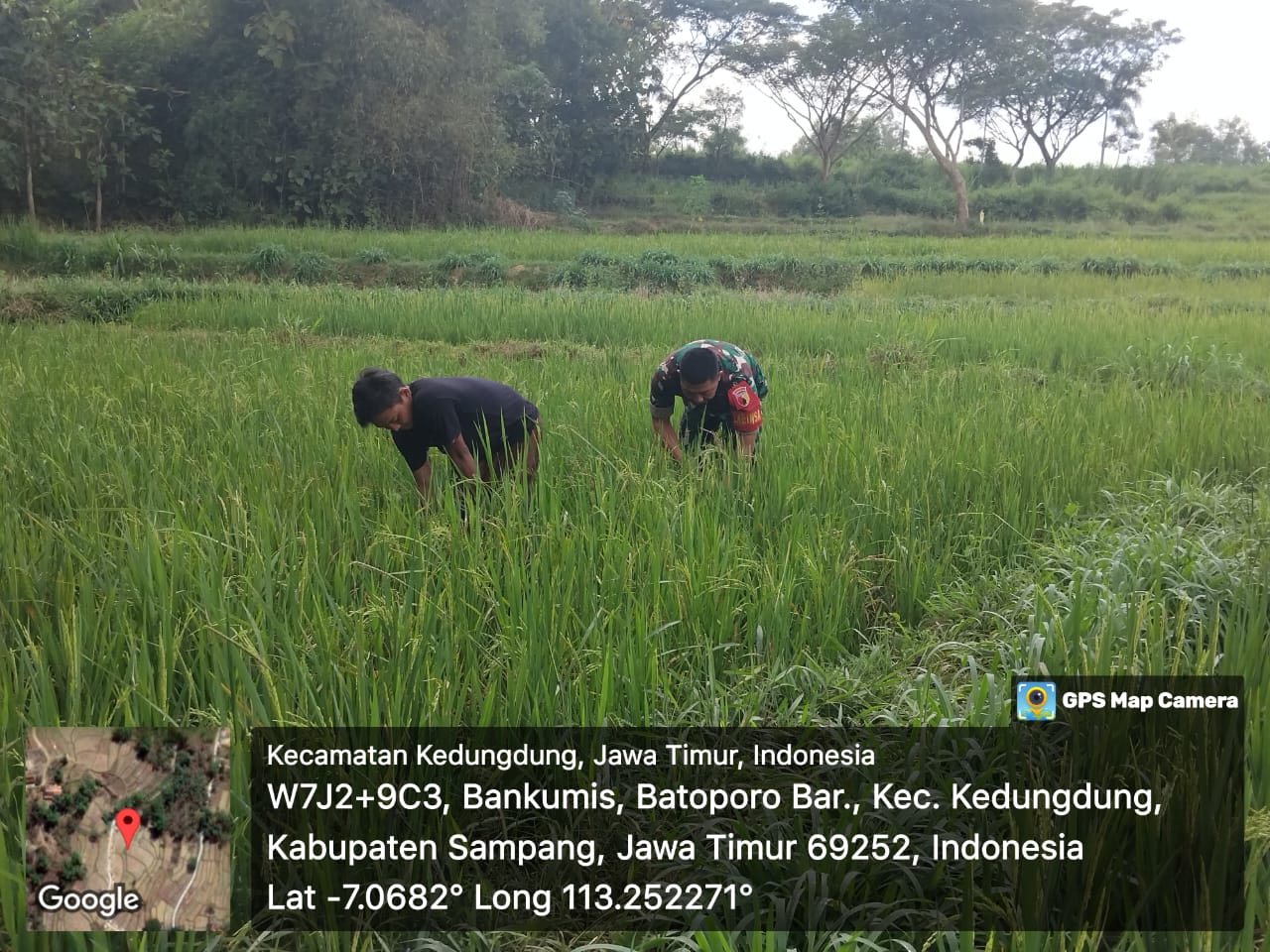 Tangkas Bersama Berkualitas: Serma Karnoto dan Petani Rabasan Bersatu Lawan Hama Padi