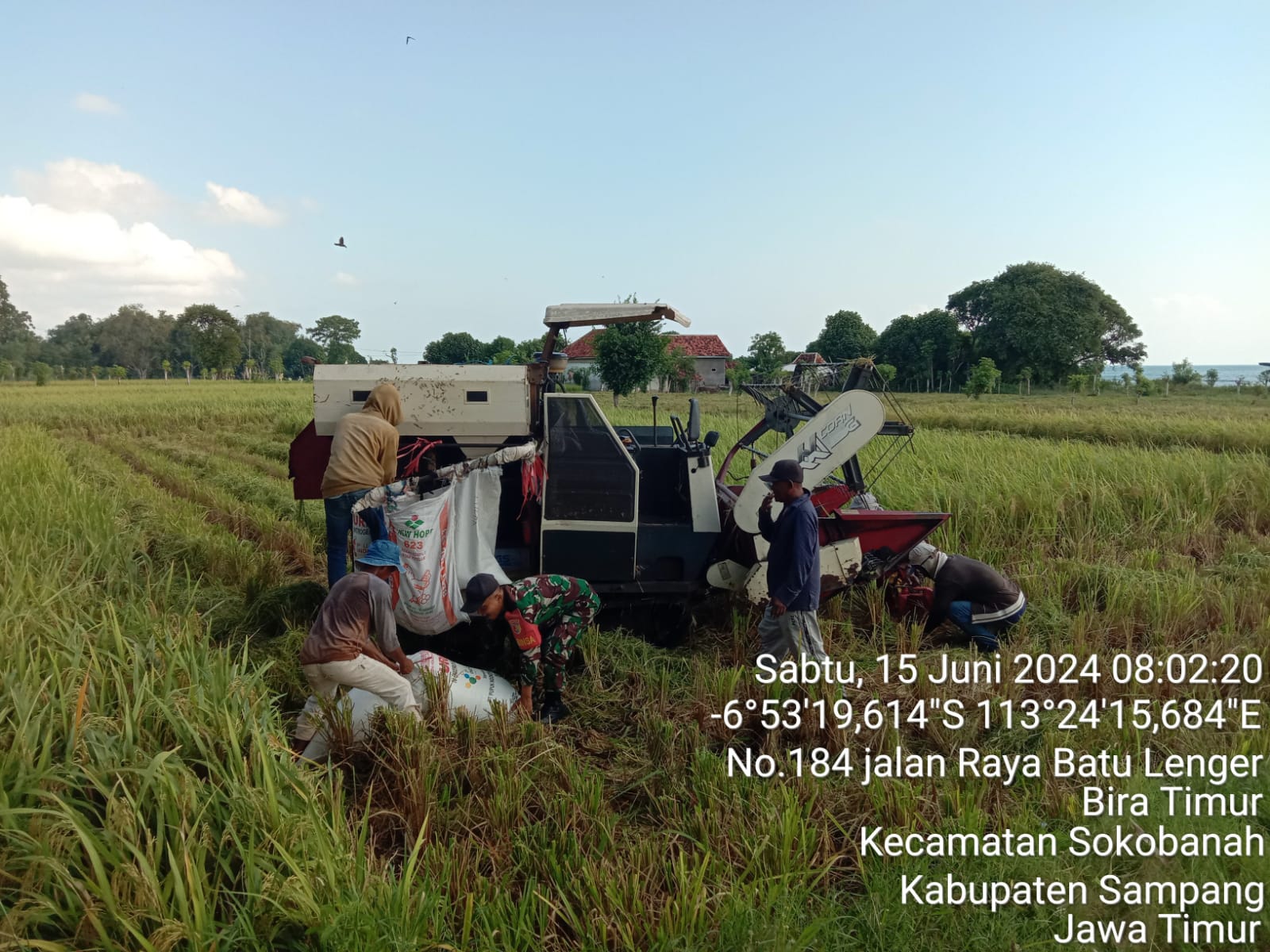 Babinsa Koramil Sokobanah, Serma Kholidin, Bersama Petani Desa Bire Timur Sukses Panen Padi