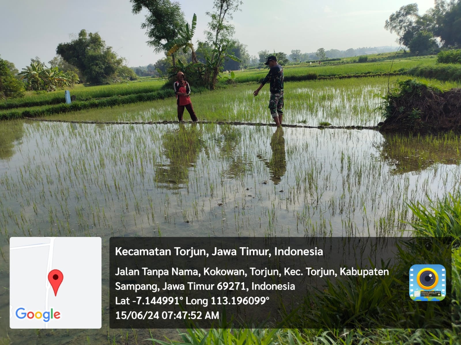 Cekatan Serda Supriadi Bantu Petani Bersihkan Rumput Liar di Lahan Tanaman Padi