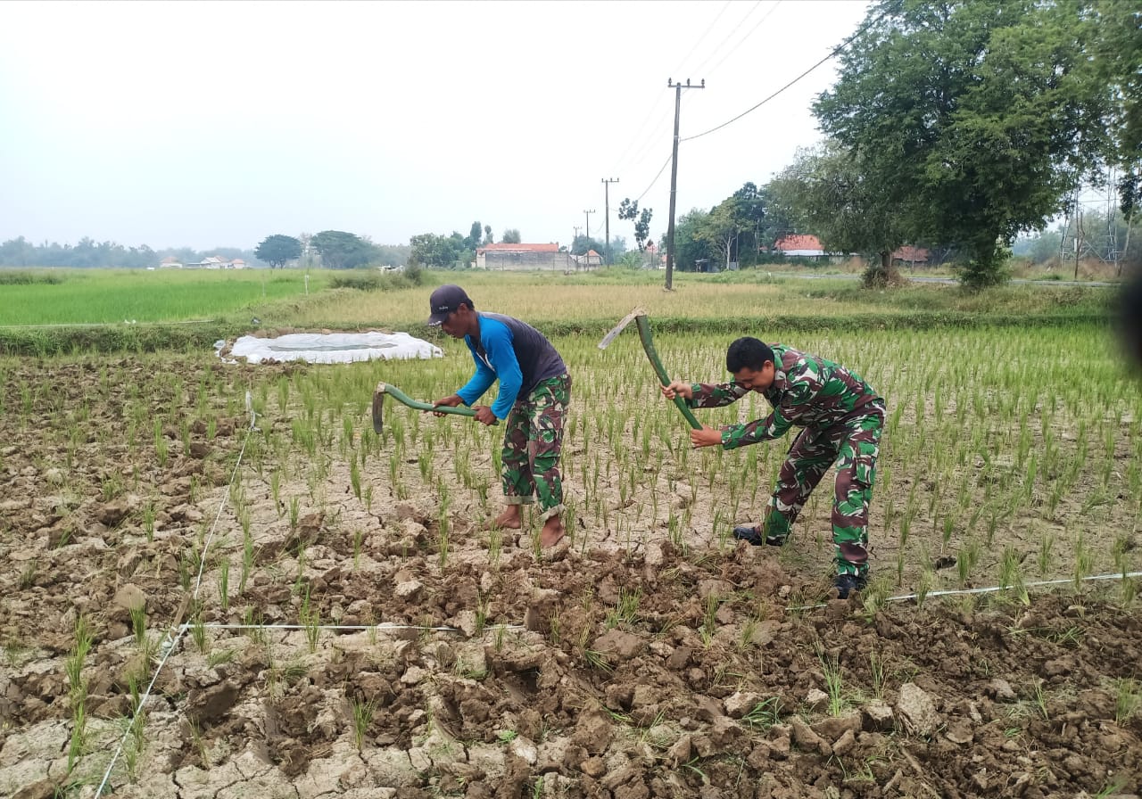 Babinsa Koramil Omben Serda Kusnadi Turun ke Sawah: Tingkatkan Kesejahteraan Petani Desa Astapah