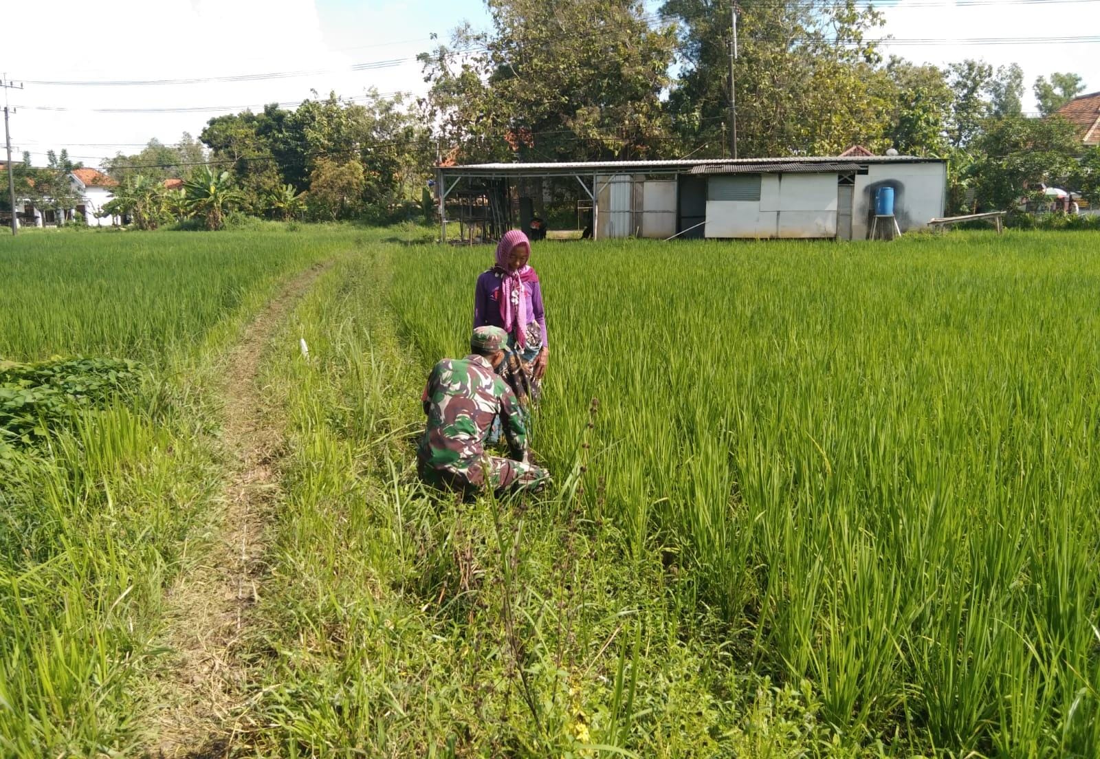 Babinsa Koramil Robatal Bersama Poktan Tingkatkan Produktivitas Padi di Desa Lepelle