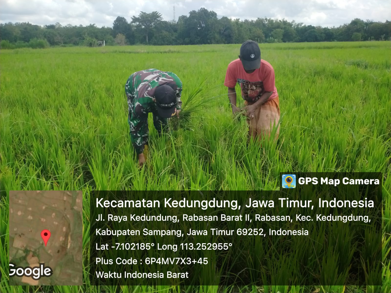 Babinsa Koramil Kedungdung Turun ke Sawah, Bantu Petani Desa Rabasan Tingkatkan Hasil Panen