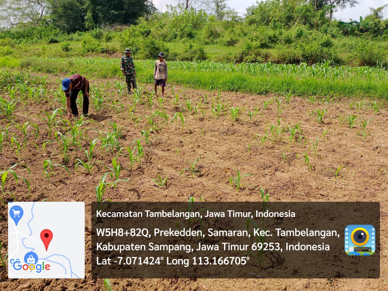 Koramil Tambelangan dan Poktan Bersatu Tanam Jagung, Perkuat Ketahanan Pangan Desa Banjar Bilah