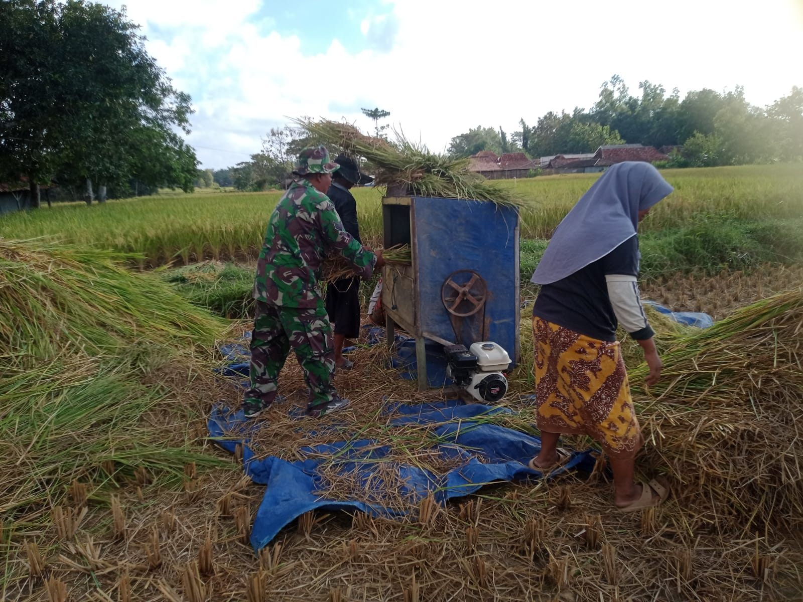 Sinergi TNI dan Petani: Babinsa Koramil Omben Panen Raya Padi di Desa Pandan