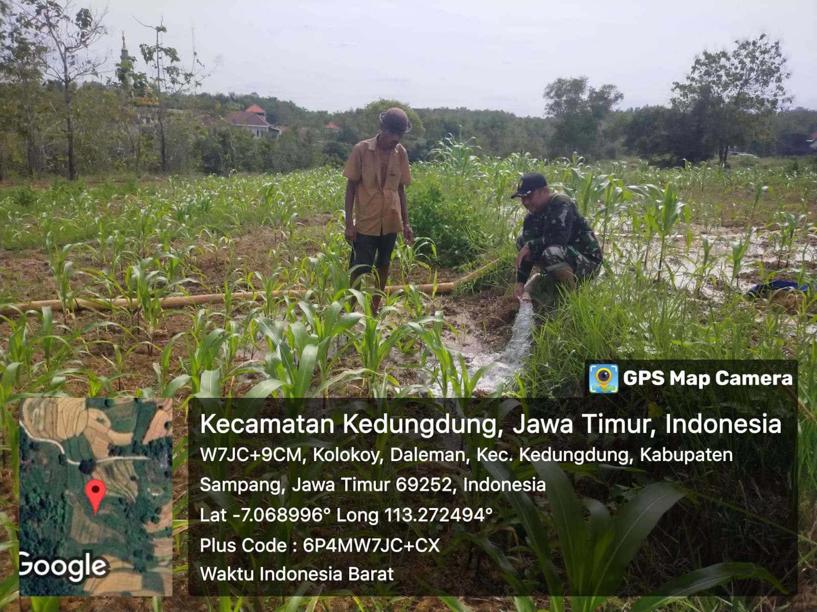 Babinsa Koramil Kedungdung dan Poktan Desa Daleman Tingkatkan Produktivitas Lahan Jagung