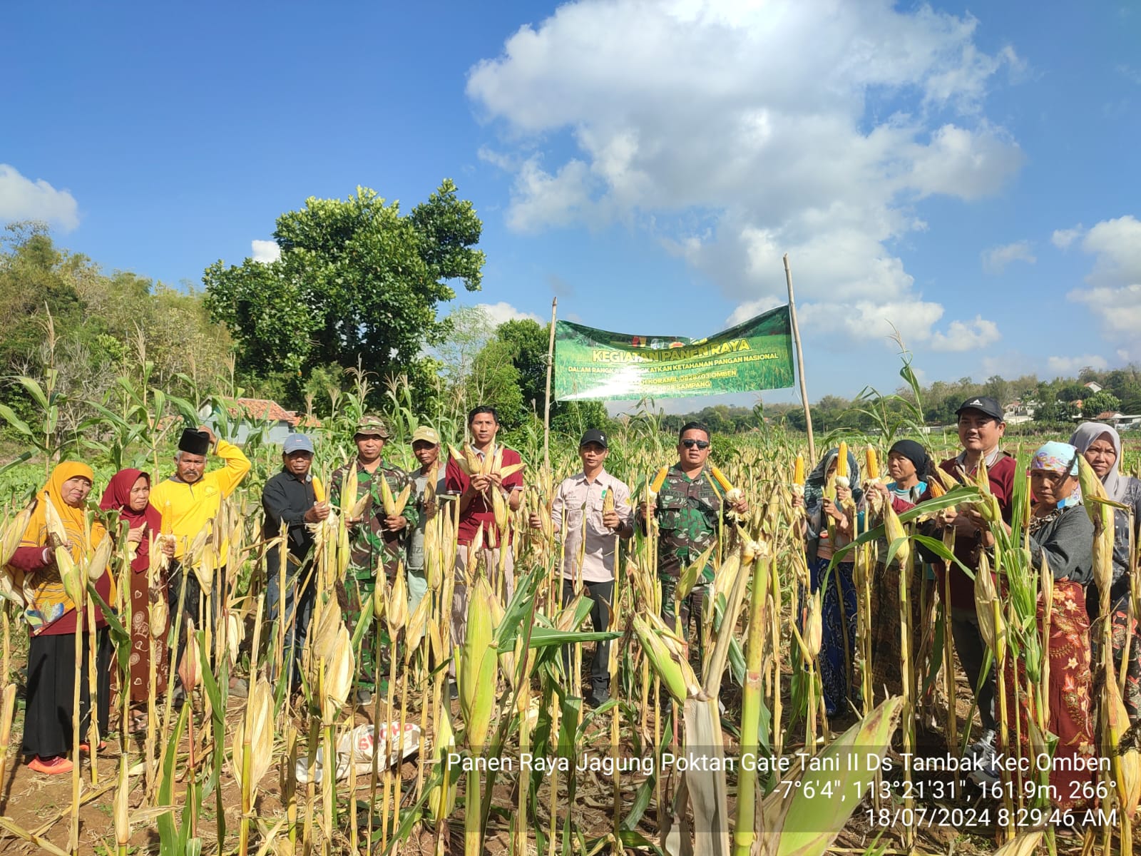 Sukses Panen Raya Jagung: Babinsa Koramil Omben dan Petani Desa Tambak Tingkatkan Kesejahteraan