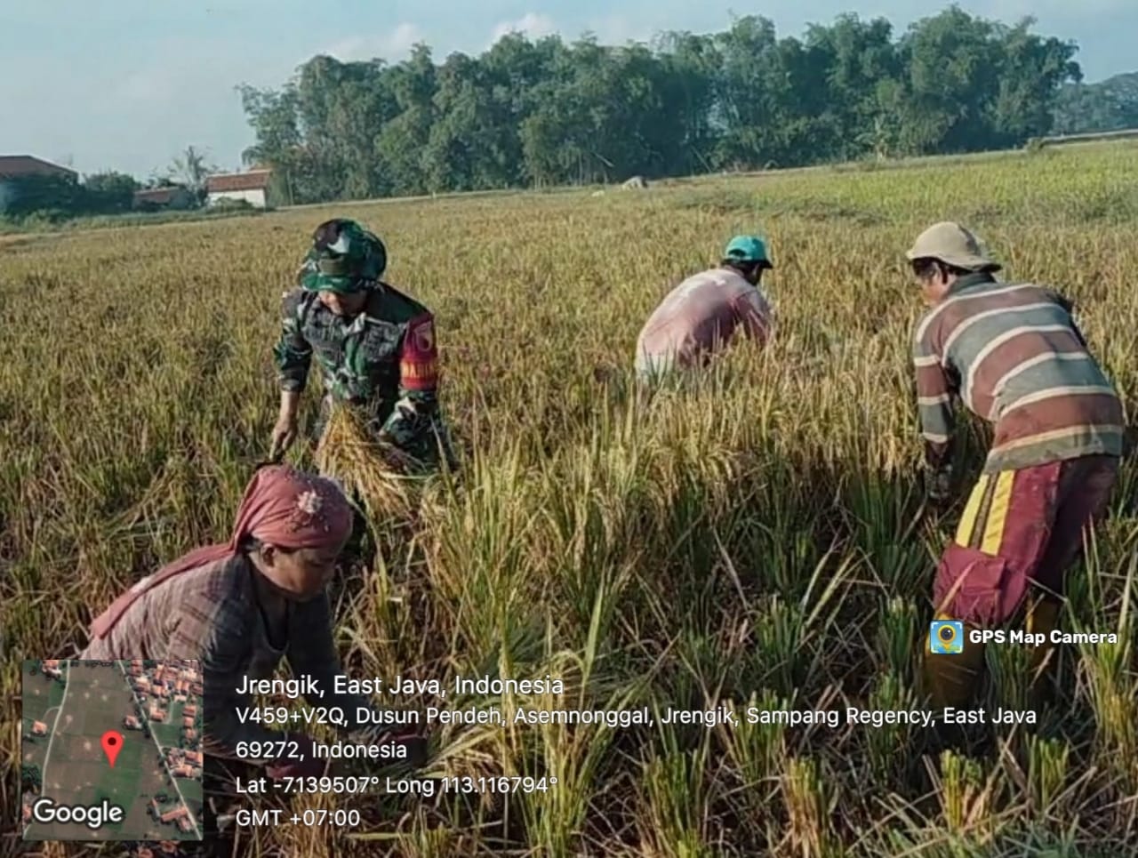 Kolaborasi TNI dan Petani: Serda Nugroho Bantu Panen Padi di Desa Asemnonggal