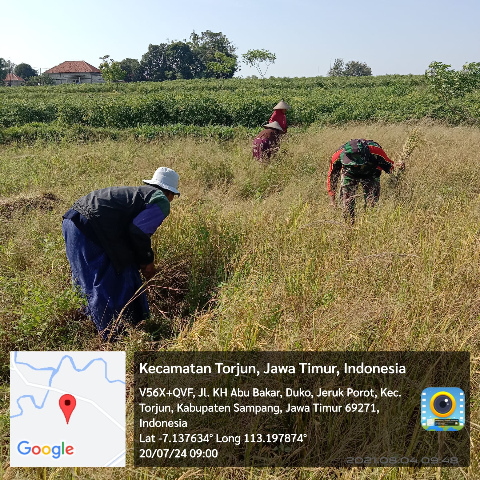 TNI dan Petani: Babinsa Koramil Torjun Panen Padi Bersama Poktan Makmur di Desa Jeruk Purut