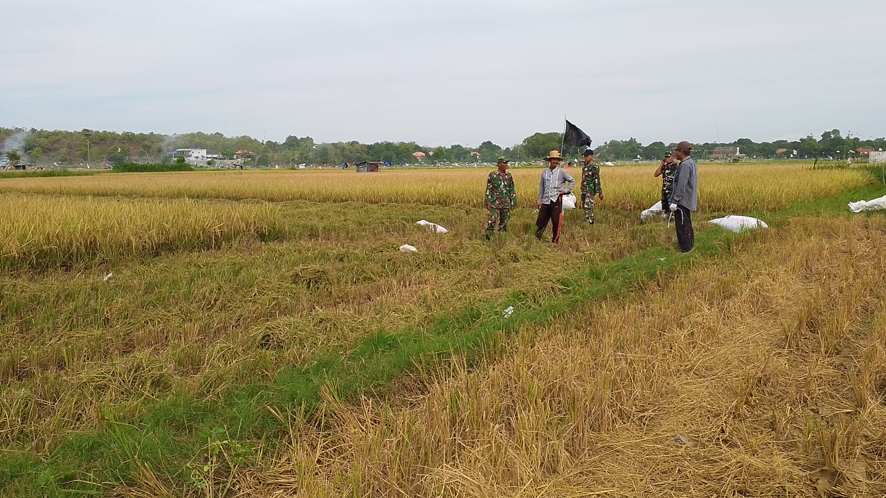 Kolaborasi TNI dan Petani: Sokobanah Daya Sukses Panen Padi