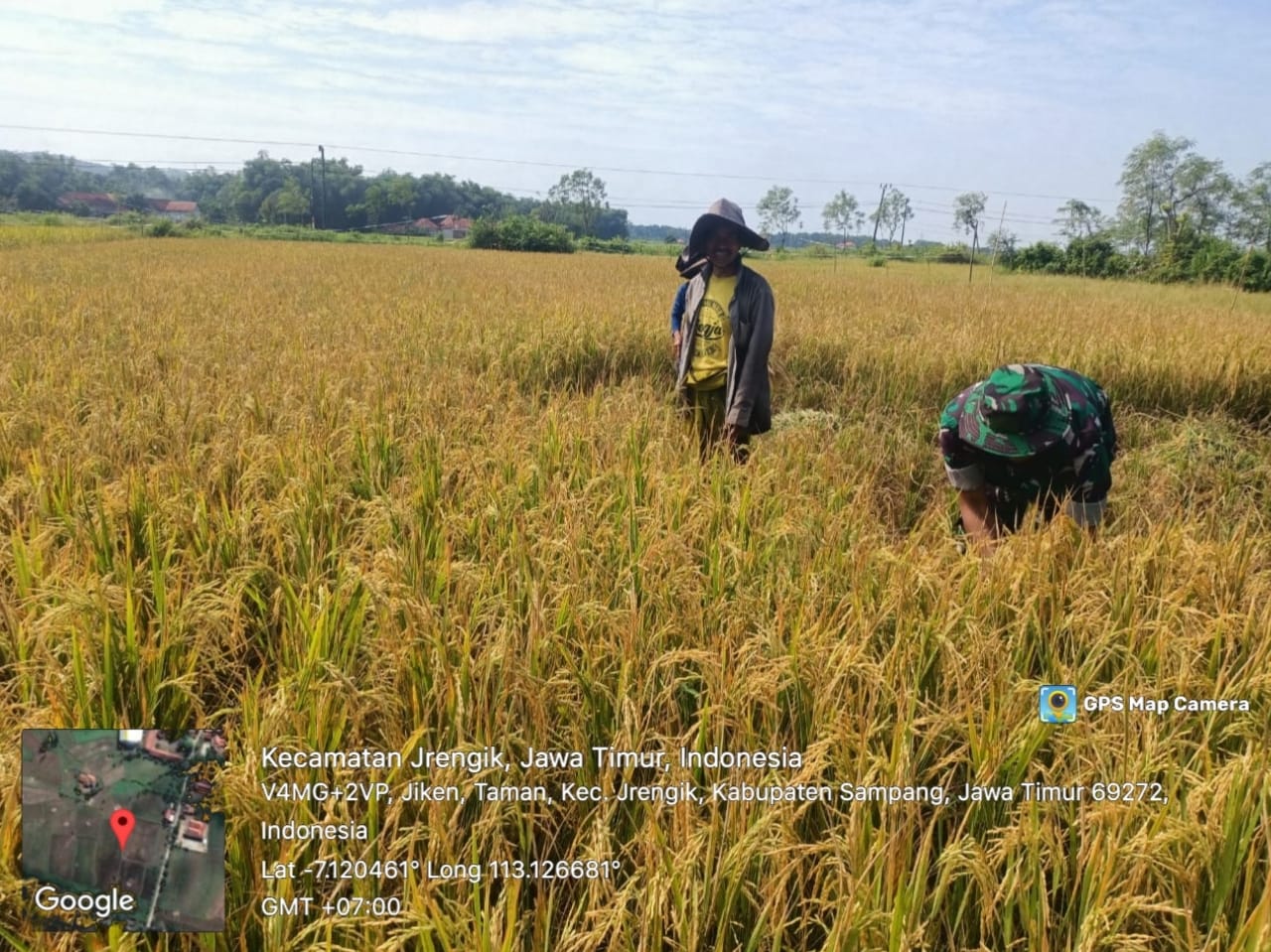 Babinsa Serka Budiarjo, Bantu Petani Desa Taman Tingkatkan Hasil Panen Padi