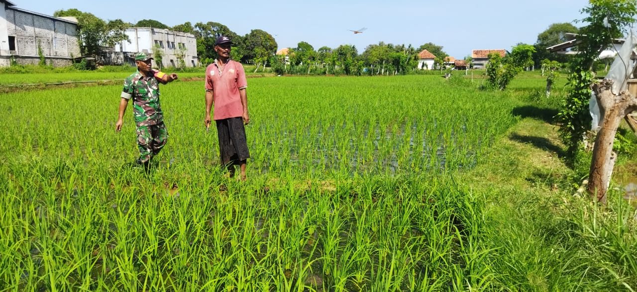 Babinsa Koramil Sokobanah Bersama Poktan: Meningkatkan Produksi Padi di Kecamatan Sokobanah