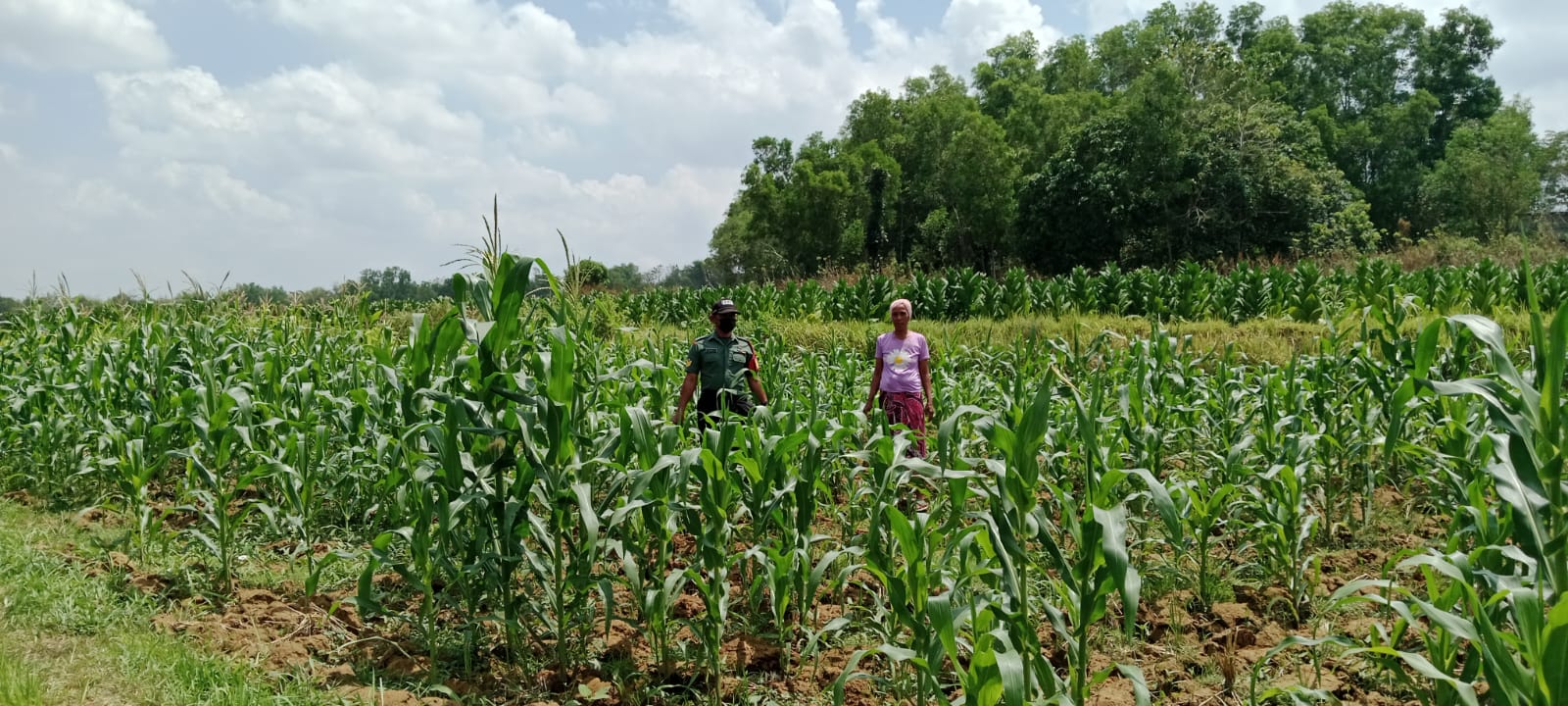 Serma Karnoto Dorong Produktivitas Pertanian: Monitoring Tanaman Jagung di Poktan Mahkota Dewa