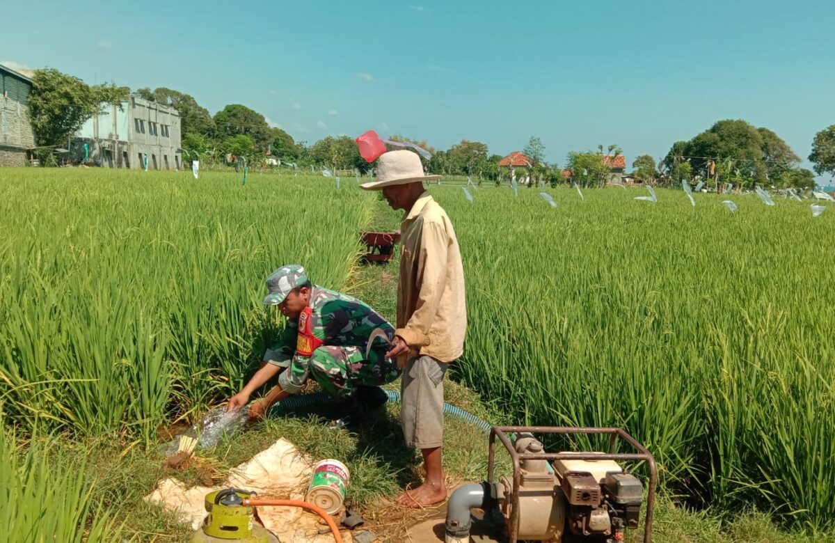 Babinsa Koramil Sokobanah Dampingi Petani Tingkatkan Produktivitas Padi di Desa Bire Timur