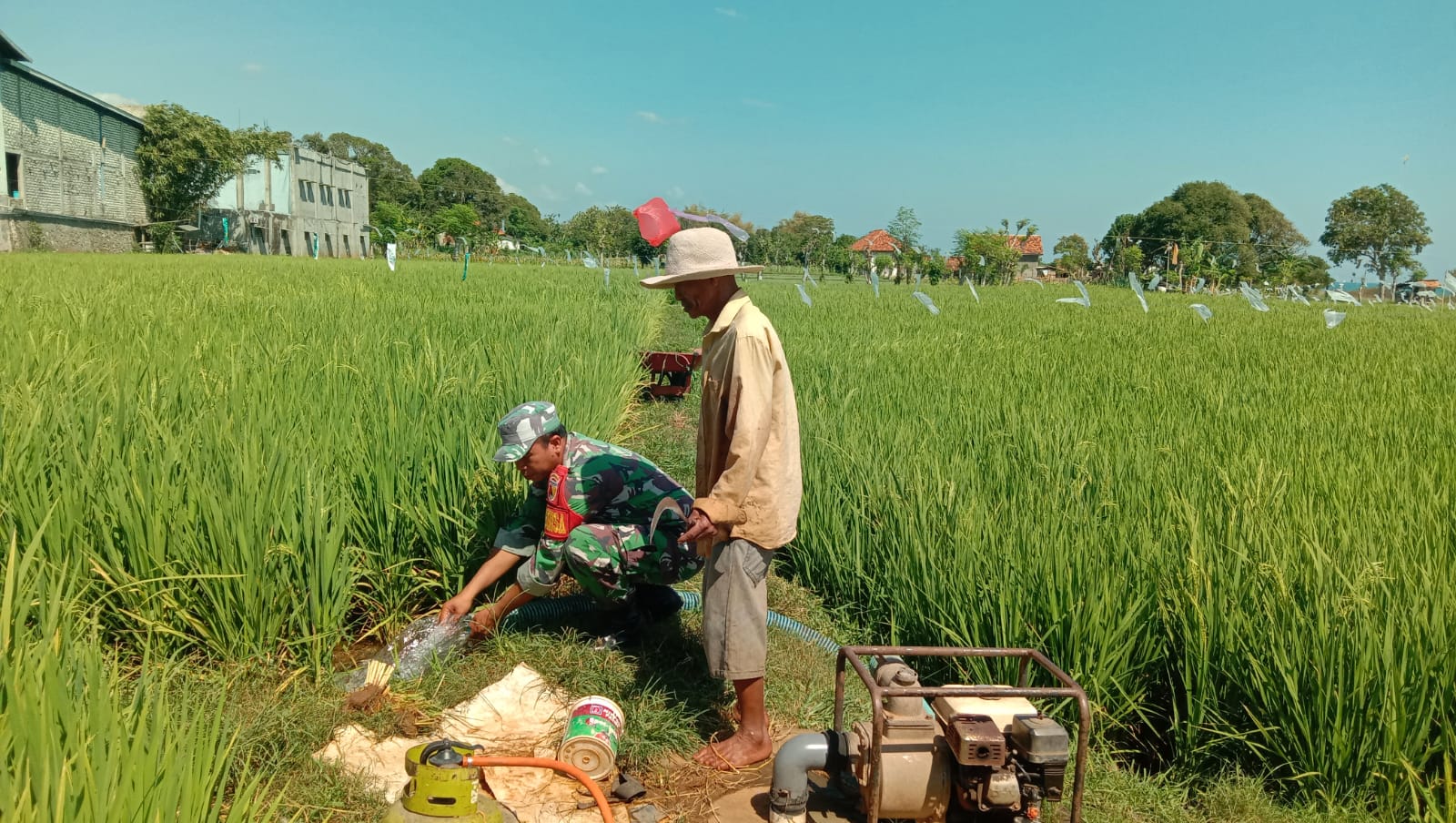 Babinsa Koramil Sokobanah Dampingi Petani Tingkatkan Produktivitas Padi di Desa Bire Timur