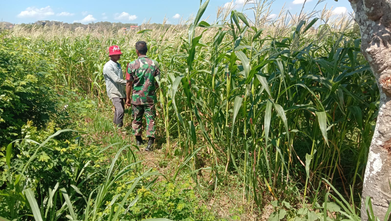 Babinsa Koramil Serma Kholidin Dampingi Petani, Tingkatkan Produktivitas Jagung