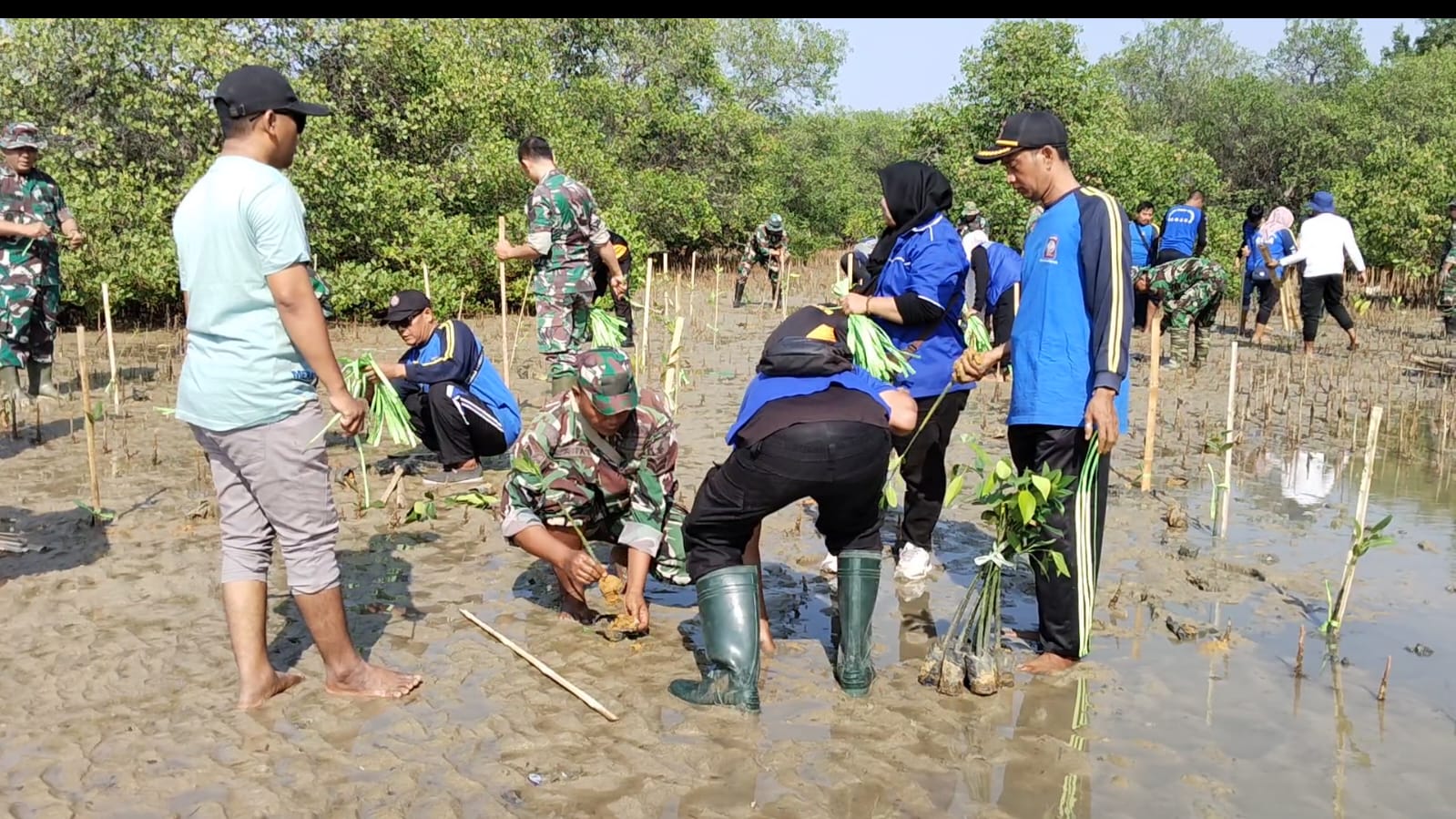 Kodim Sampang Gagas Aksi Peduli Lingkungan: Hijaukan Pesisir Taddan dengan Mangrove