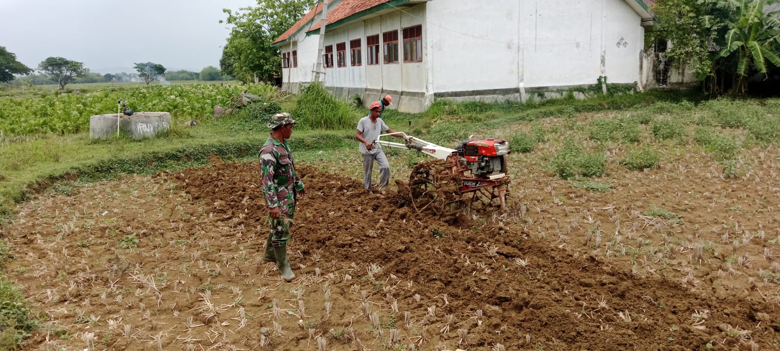 Dari Lapangan ke Lumbung Pangan: Pendampingan Pertanian oleh Koramil 0828/10