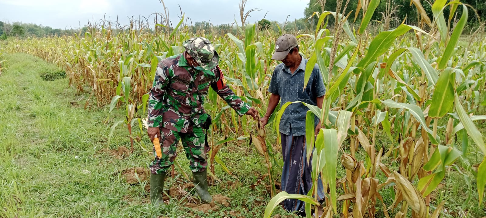 Babinsa dan Poktan Bersatu : Meningkatkan Produktivitas Jagung di Kedungdung