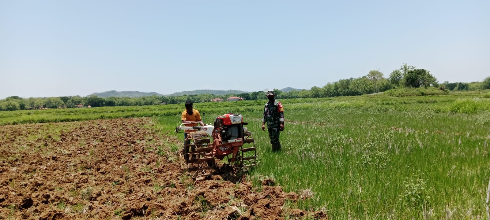 Optimalisasi Lahan Pertanian, Babinsa Koramil Kedungdung Bantu Petani Desa Daleman