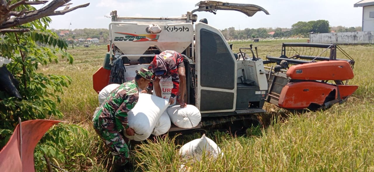 Babinsa Koramil Sokobanah Terjun Langsung Bantu Petani Panen Padi di Sokobanah Daya