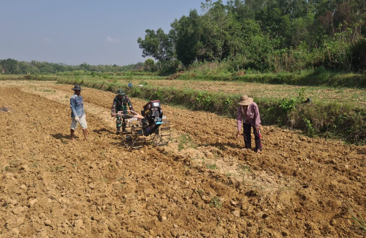 Babinsa Koramil Kedungdung Dampingi Petani Desa Moktesareh dalam Pengolahan Lahan