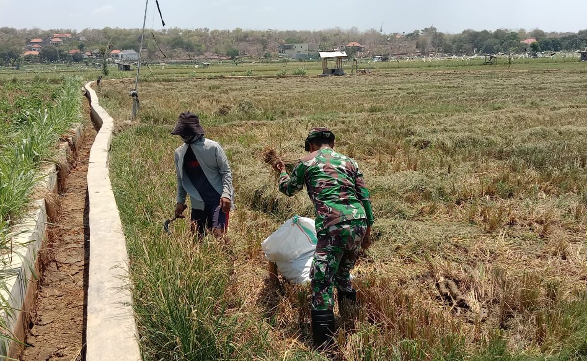 Gotong Royong Babinsa dan Petani Desa Sokobanah Daya: Bersihkan Lahan Demi Panen Padi Berlimpah