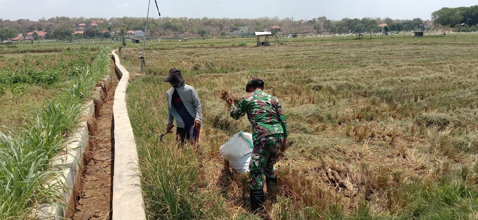 Gotong Royong Babinsa dan Petani Desa Sokobanah Daya: Bersihkan Lahan Demi Panen Padi Berlimpah