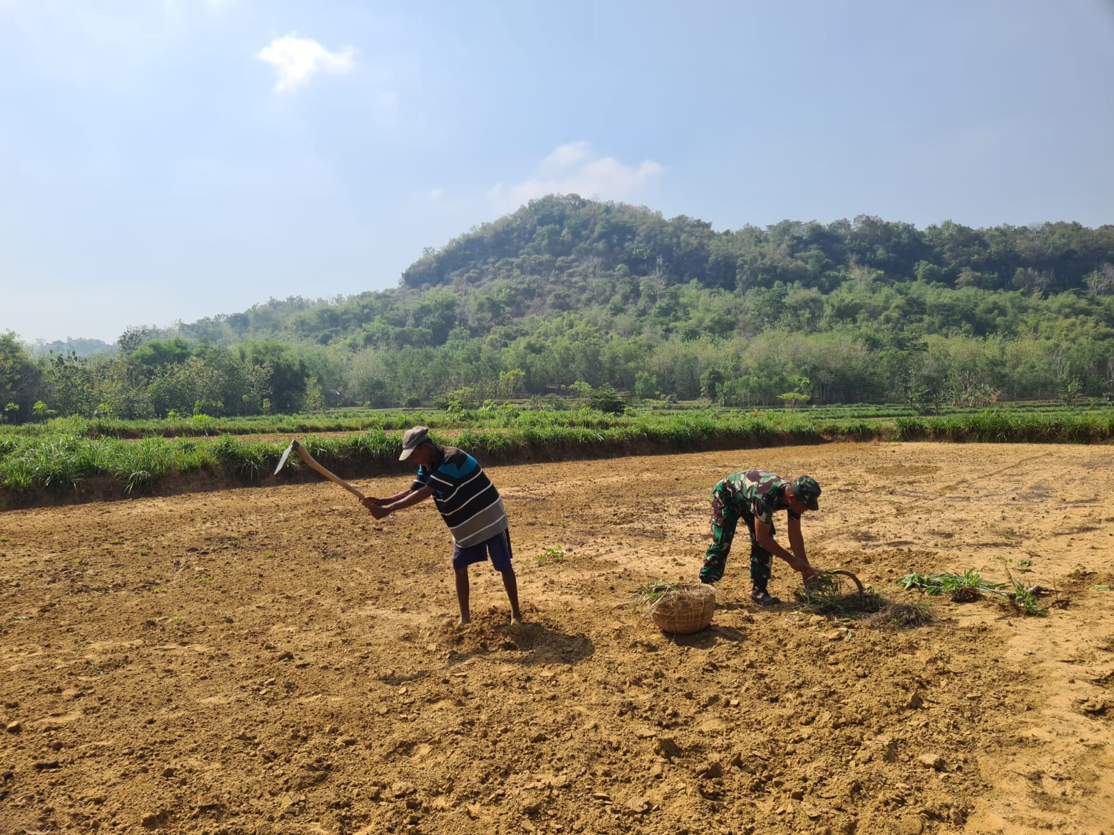 Babinsa Koramil 0828/10 Kedungdung Bantu Petani Olah Lahan Sawah di Desa Ombul