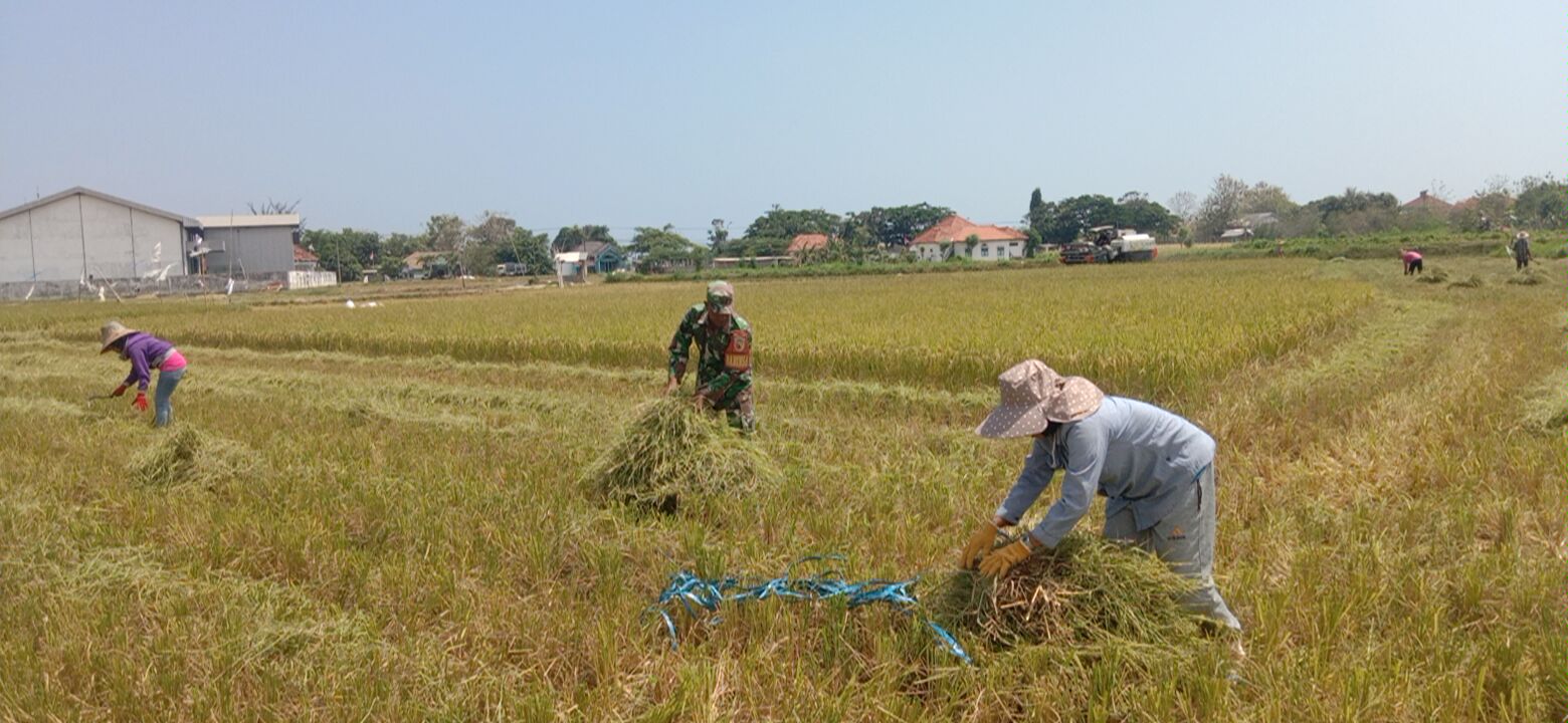 Babinsa Serma Kholidin: Menggandeng Petani untuk Siapkan Lahan Sawah