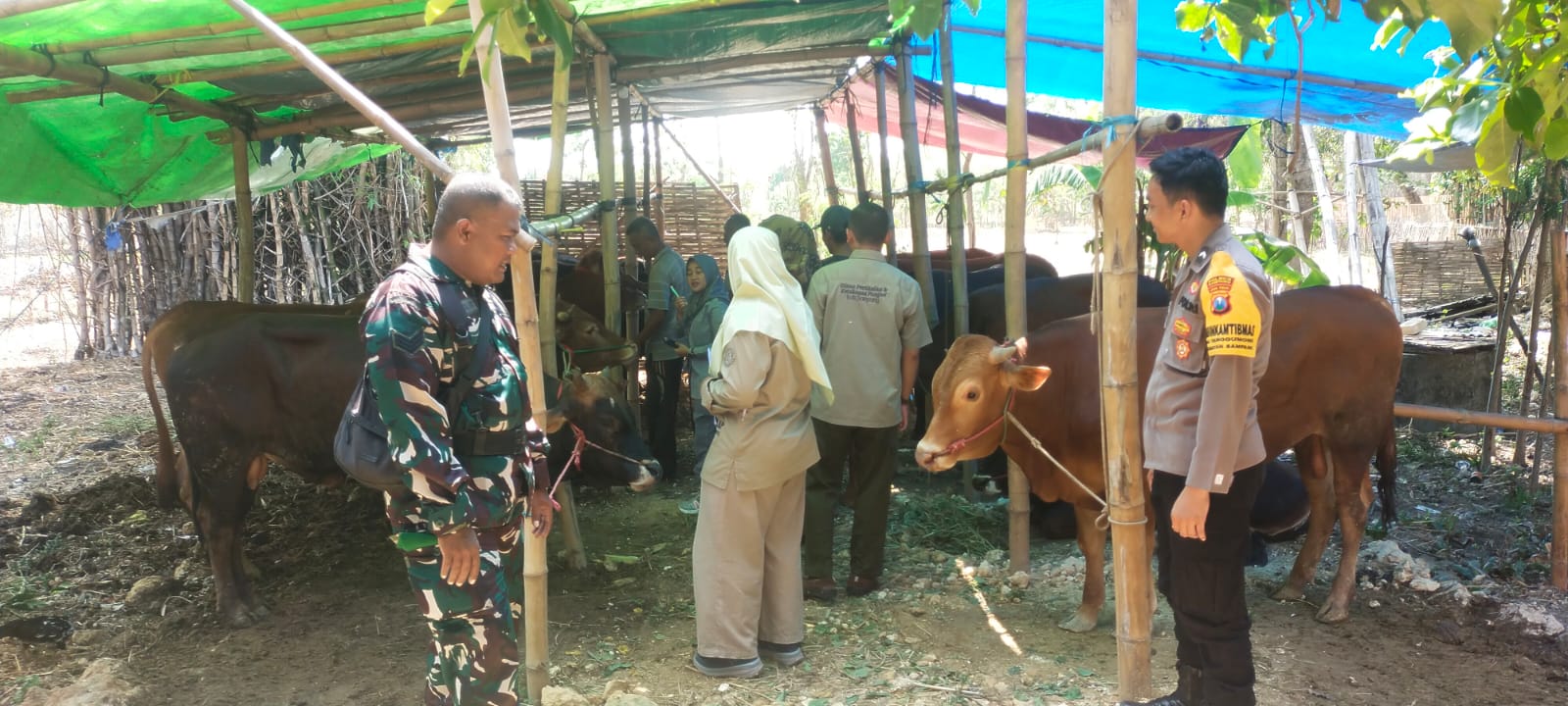 Babinsa Sampang Kawal Penyaluran Sapi Bantuan, di Desa Tanggumung, Dorong Pertumbuhan Ekonomi