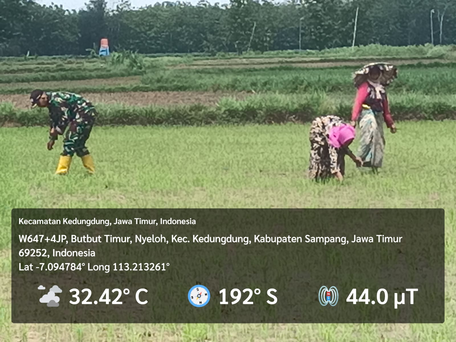 Tumbuhkan Harapan di Sawah, Babinsa Kedungdung Bersama Petani Tanam Padi untuk Ketahanan Pangan