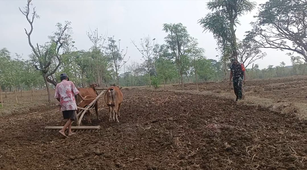 Semangat Gotong Royong: Serka Dwi Babinsa Sreseh Dampingi Petani Desa Bangsah Persiapkan Lahan Padi