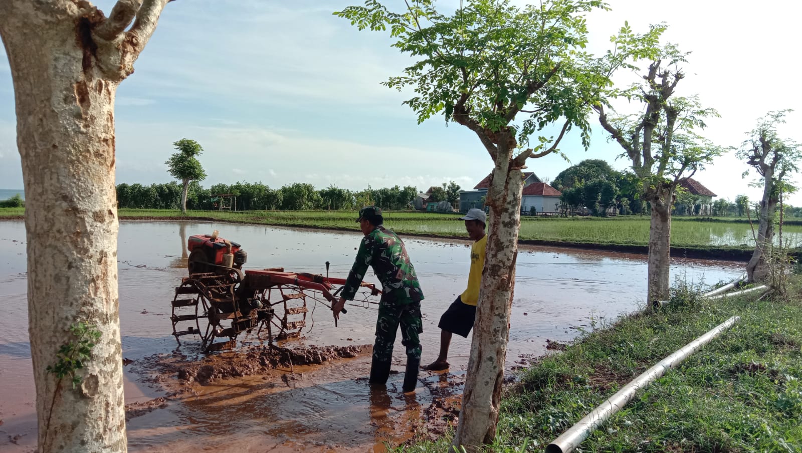 Perkuat Ketahanan Pangan, Babinsa Serda Muhsin Bantu Petani Desa Bira Timur Olah Sawah dengan Traktor