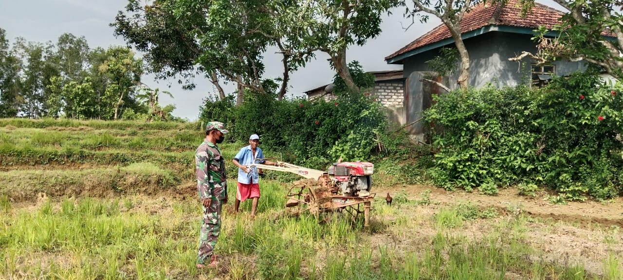 Babinsa Koramil Kedungdung Dampingi Pengolahan Lahan Tanam Padi di Desa Muktesareh