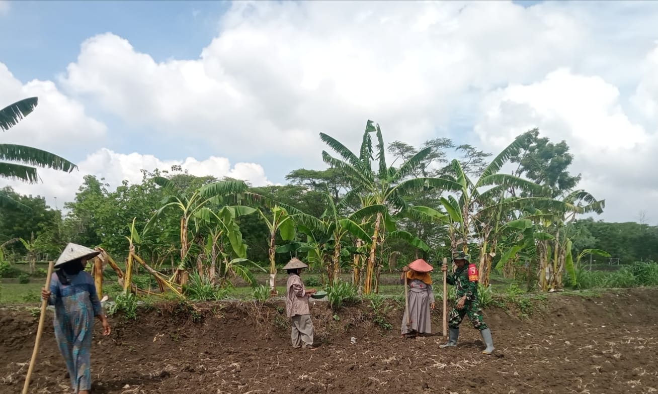 Babinsa Koramil Torjun Bersama Kelompok Tani Tanam Jagung untuk Ketahanan Pangan