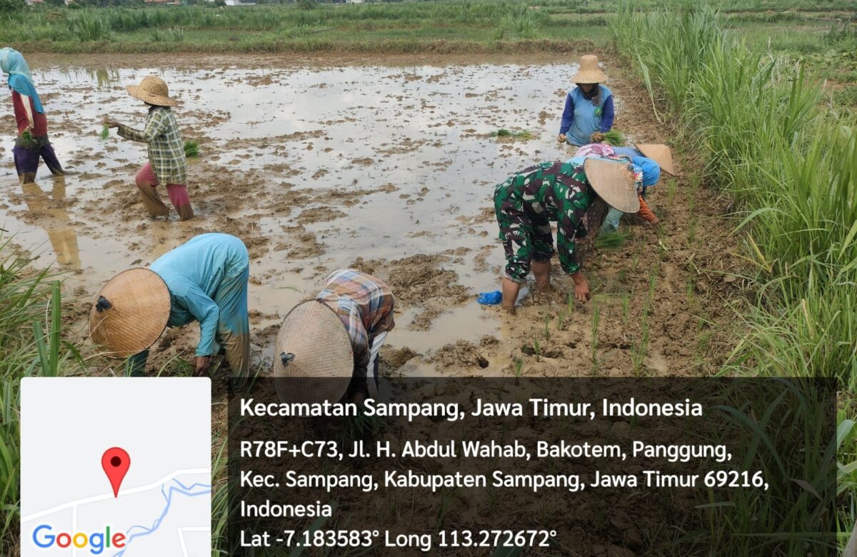 Kebersamaan Babinsa Koramil Sampang Bantu Petani Tanam Padi Di Gunung Maddah