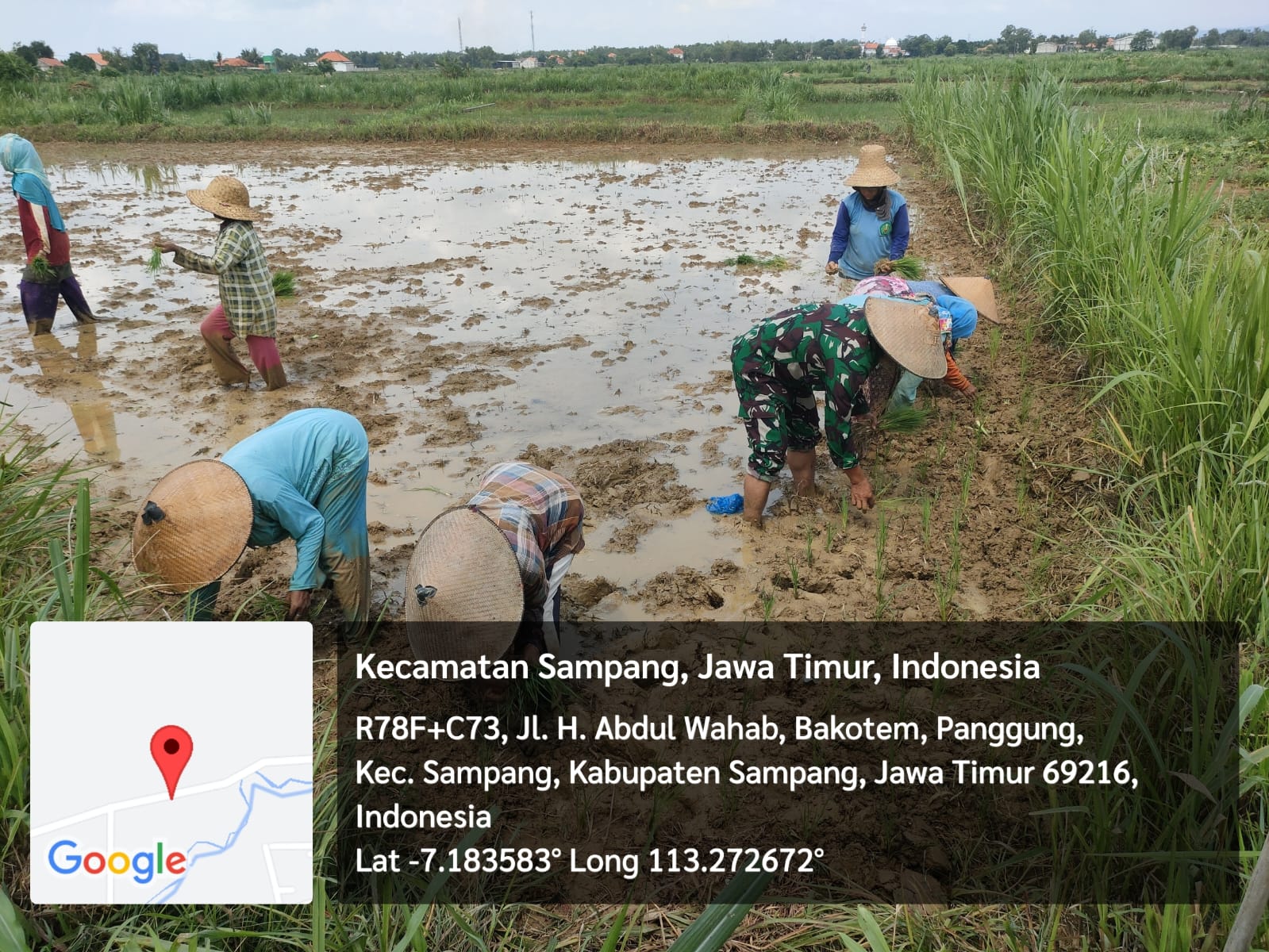 Kebersamaan Babinsa Koramil Sampang Bantu Petani Tanam Padi Di Gunung Maddah