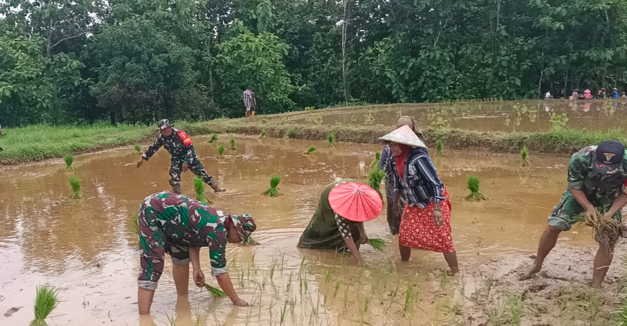 Babinsa Serda Gunarso Terjun Langsung Tanam Padi, Tunjukkan Manunggal TNI dan Warga di Desa Rohayu